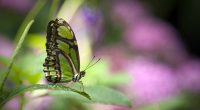 Green butterfly8454618101 200x110 - Green butterfly - green, Butterfly, Amur